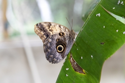 Owl Eye Butterfly Belize 2022
